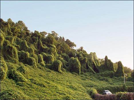 gegen.2 gegen.2 Kudzu for Liver and Stomach Health Mechanisms of Action