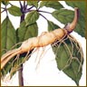 Ginseng (ren shen) is the most famous herb in all of China, and it's in this formula!